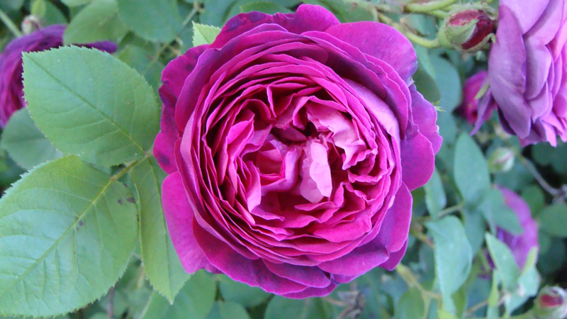 Huile essentielle Rose de Damas absolue (5%)-Senseaura